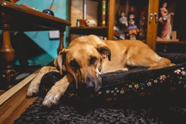 Vacker Ung Tysk Herde Hund Vilar Sin Säng Vardagsrummet — Stockfoto