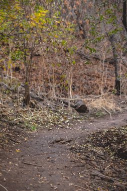 Beautiful path in the autumn forest in the day