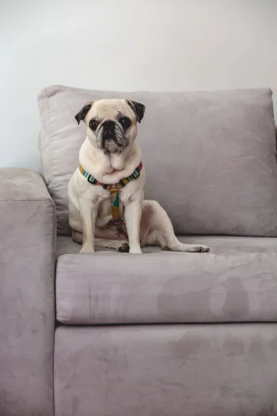 Pequeño Perrito Blanco Sentado Sofá Gris Claro Día — Foto de Stock