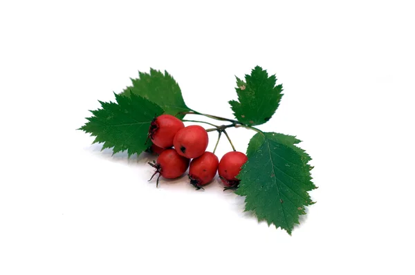 Hawthorn berries on a white background — Stock Photo, Image