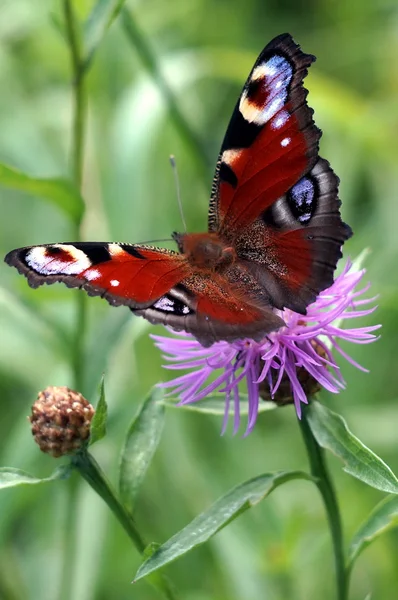 Olho de pavão borboleta na flor perto — Fotografia de Stock