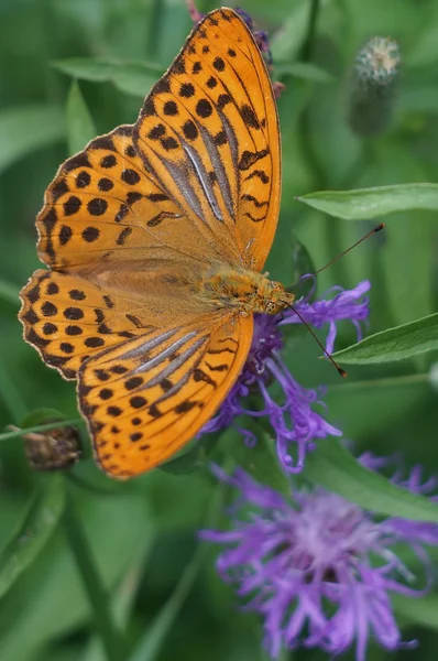 Bela borboleta grande Argynnis em uma flor — Fotografia de Stock