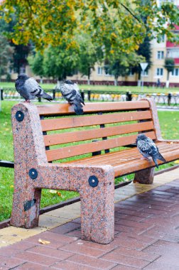 Üç güvercinler oturan sonbaharın arka bankta bırakır