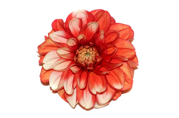 白で隔離される花白と赤のダリア — ストック写真