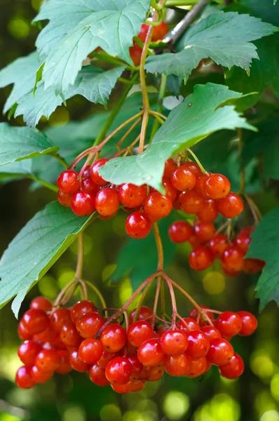 Olgun kırmızı kartopu dalı yakın çekim