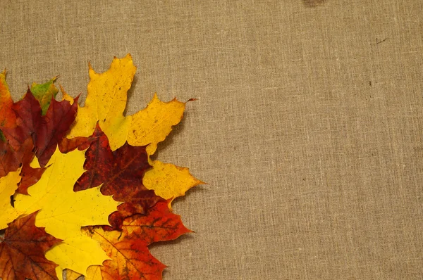 Background of autumn leaves on fabric — Stock Photo, Image