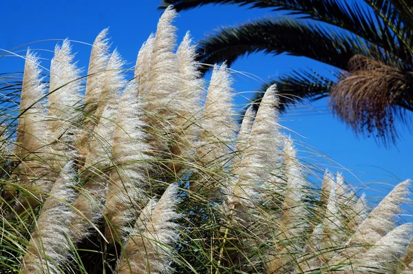 Hohes Gras vor Palmen Palmen und blauem Himmel — Stockfoto