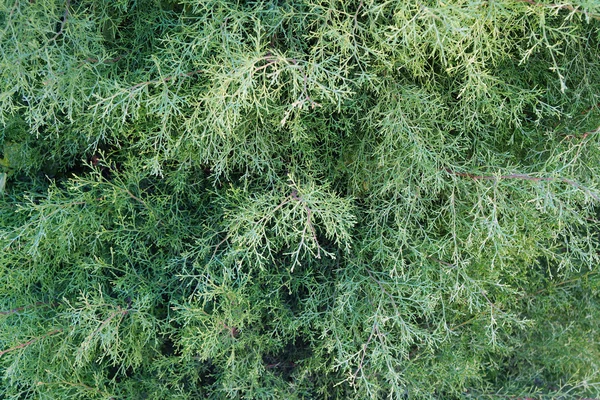 Les branches du cyprès comme arrière-plan — Photo