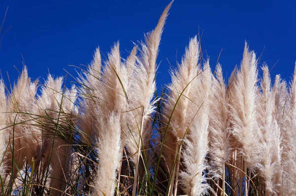 Hohes Gras vor blauem Himmel — Stockfoto