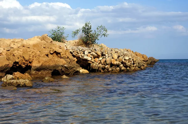 Olive Bush on the cliffs of Cyprus — Stock Photo, Image