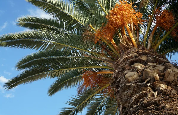 Пальма з фруктами на фоні блакитного неба — стокове фото