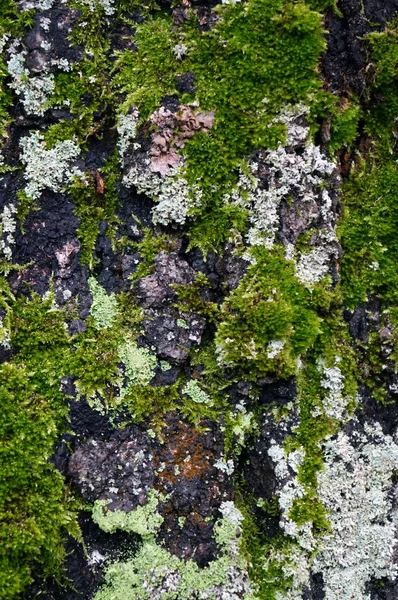 纹理的白桦树干长满了苔藓 — 图库照片