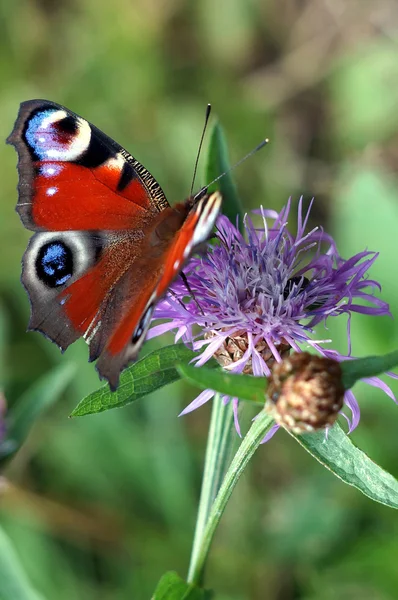 Borboleta de pavão em uma flor flor de milho de prado — Fotografia de Stock