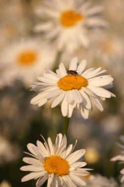 büyük papatya portre