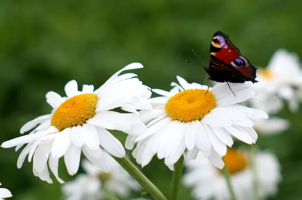 Borboleta de pavão em uma camomila — Fotografia de Stock