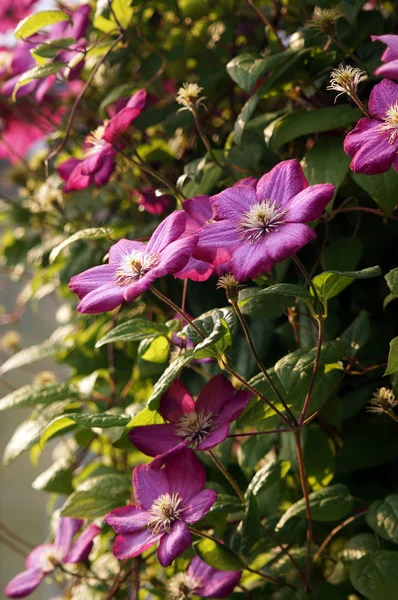 Nahaufnahme von Purpurklematis — Stockfoto