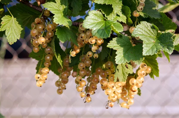 Bacche di ribes bianche su un ramo — Foto Stock