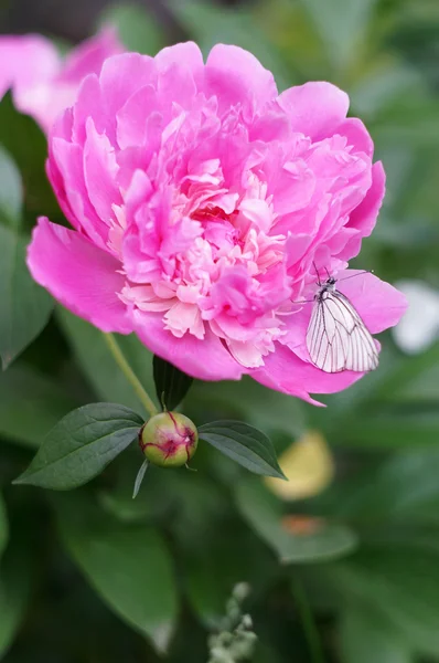 Mariposa blanca sobre una flor pion —  Fotos de Stock