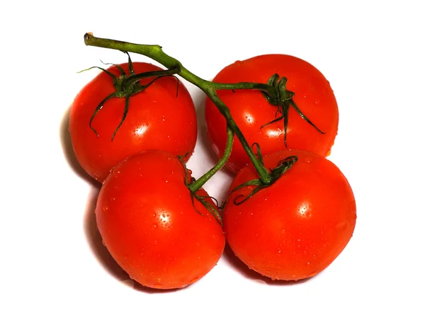 Четыре красных помидора на ветке, изолированной на белом — стоковое фото
