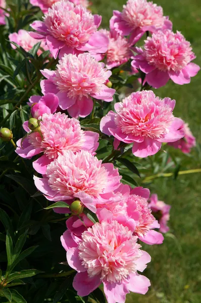 Arbusto florido peônias rosa — Fotografia de Stock