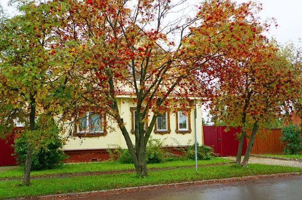Кусты роуэн перед желтым домом в русской деревне — стоковое фото