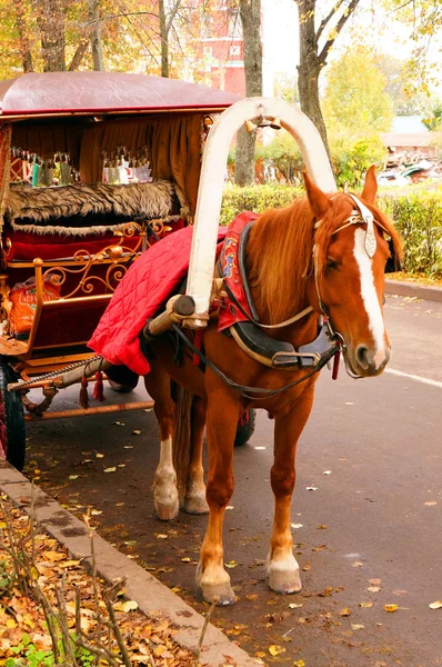 Bay cavalo aproveitado para uma carroça na estrada — Fotografia de Stock