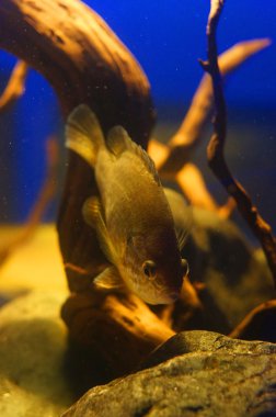  Akvaryumdaki balıklar     