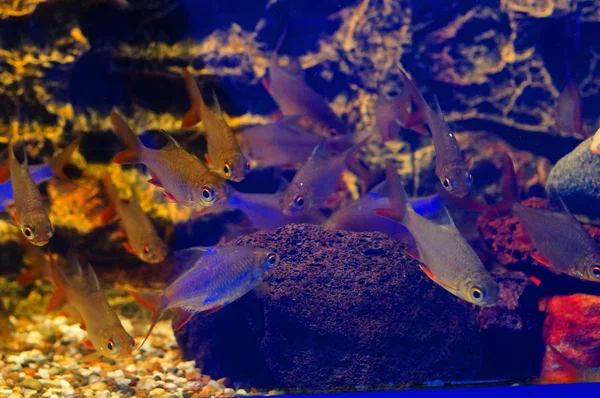 Small gray fish with red fins (Barbonymus altus) — Stock Photo, Image