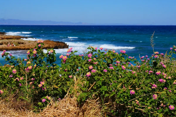 Fiori rosa su uno sfondo di mare blu — Foto Stock