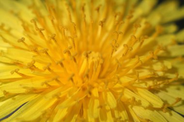 Karahindiba çiçeği makro