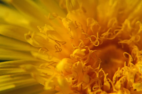 Dandelion flower macro — Stock Photo, Image