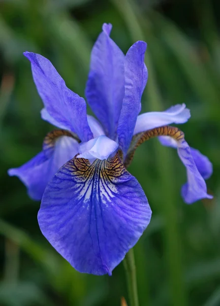 Iris bleu fleur gros plan — Photo