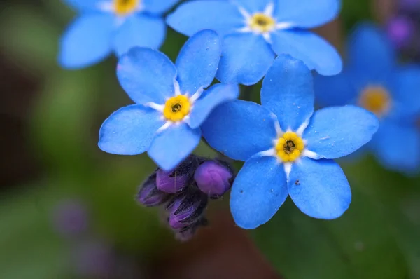 파란 꽃 잊지-나 매크로 촬영 — 스톡 사진