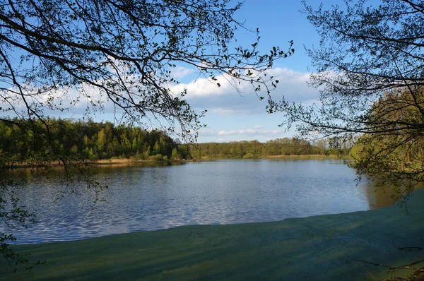 Şube duckweed ile göl üzerinde — Stok fotoğraf