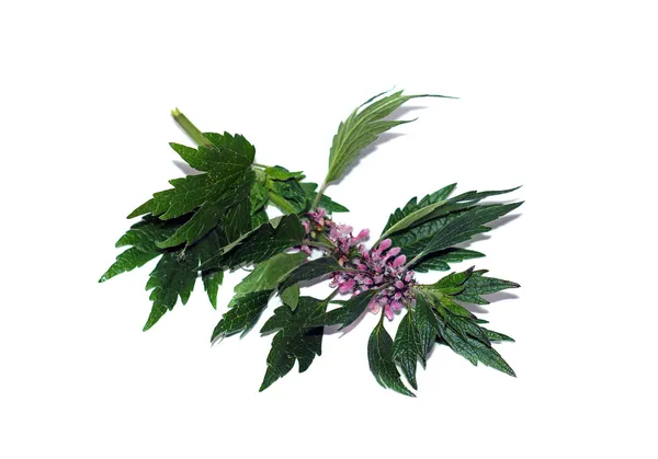 Větvička s květy motherwort izolované — Stock fotografie