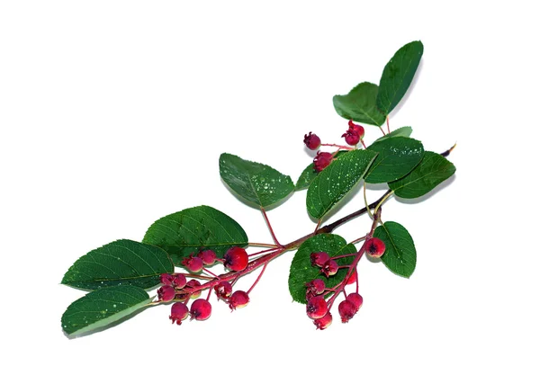 Saskatoon branch with berries and leaves isolated — Stock Photo, Image