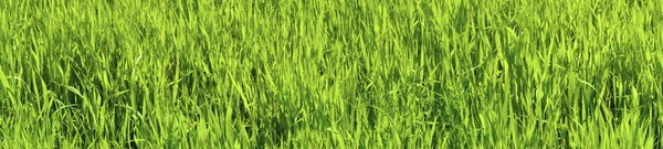 Panoramabild - grüner hafer — Stockfoto