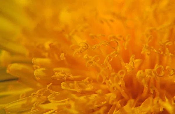 Flor de diente de león macro — Foto de Stock