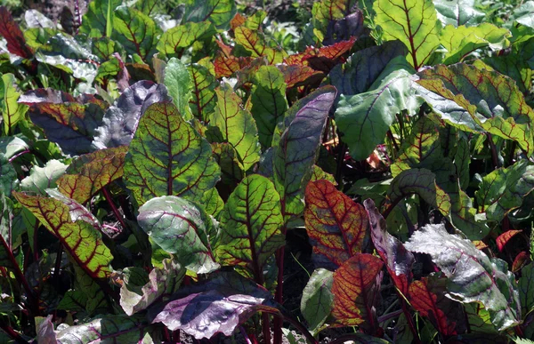 Rübenkraut im Garten — Stockfoto