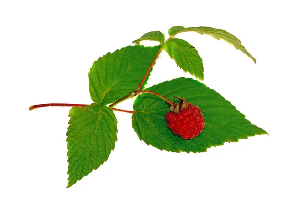 Raspberry with green leaf isolated — Stock Photo, Image