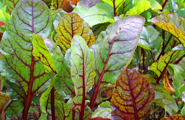 Verduras de beterraba no jardim — Fotografia de Stock