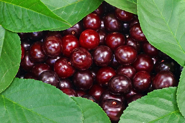 Cherries framed by leaves as background — Stock Photo, Image