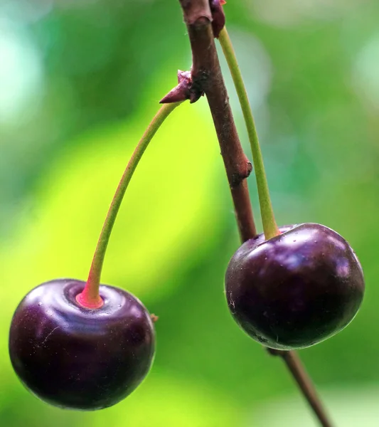 Two ripe cherries on the twig in the garden very close up — Stock Photo, Image