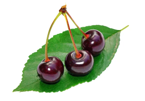 Three cherry on a leaf isolated — Stock Photo, Image