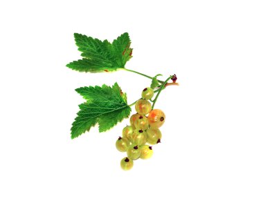 olgunlaşmamış Frenk üzümü izole fışkın