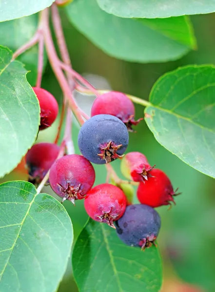 Bagas de Saskatoon em um ramo em um jardim fecham — Fotografia de Stock