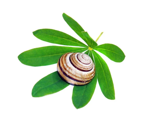 Caracol em uma folha verde isolada — Fotografia de Stock
