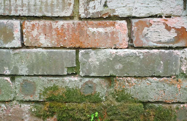 Textura de una base de ladrillo con un musgo viejo — Foto de Stock