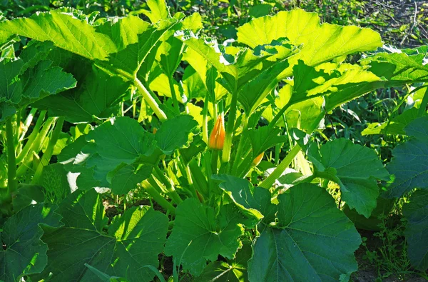 Grandes courgettes de brousse dans le jardin — Photo