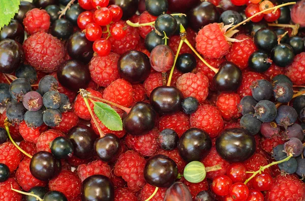 Verschiedene Beeren (Himbeeren, schwarze und rote Johannisbeeren, Saskatoon — Stockfoto